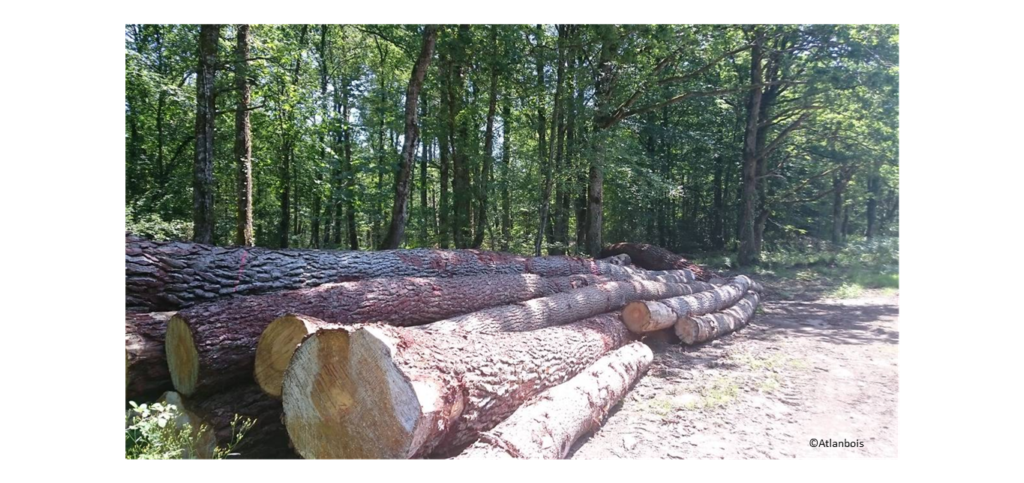 Grumes, forêt du Gâvre