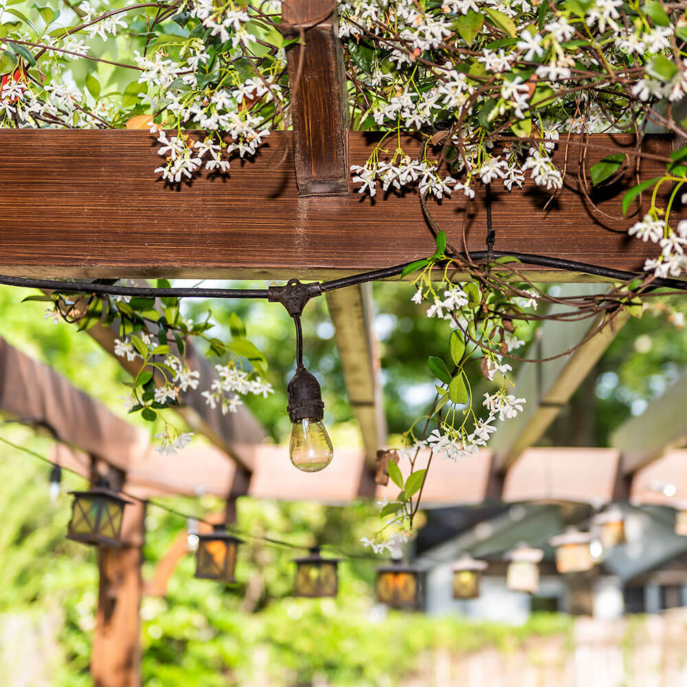 Pergola et plantes grimpantes